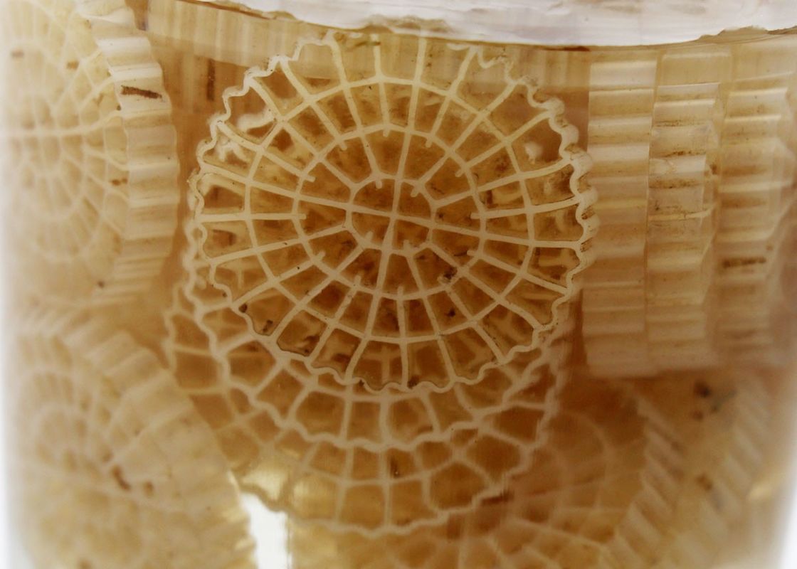 hdpe k5 kaldnes প্লাস্টিকের অ্যাকোয়ারিয়াম আনুষাঙ্গিক জৈব বল মিডিয়া জলের চিকিত্সার জন্য বায়োপাইপ